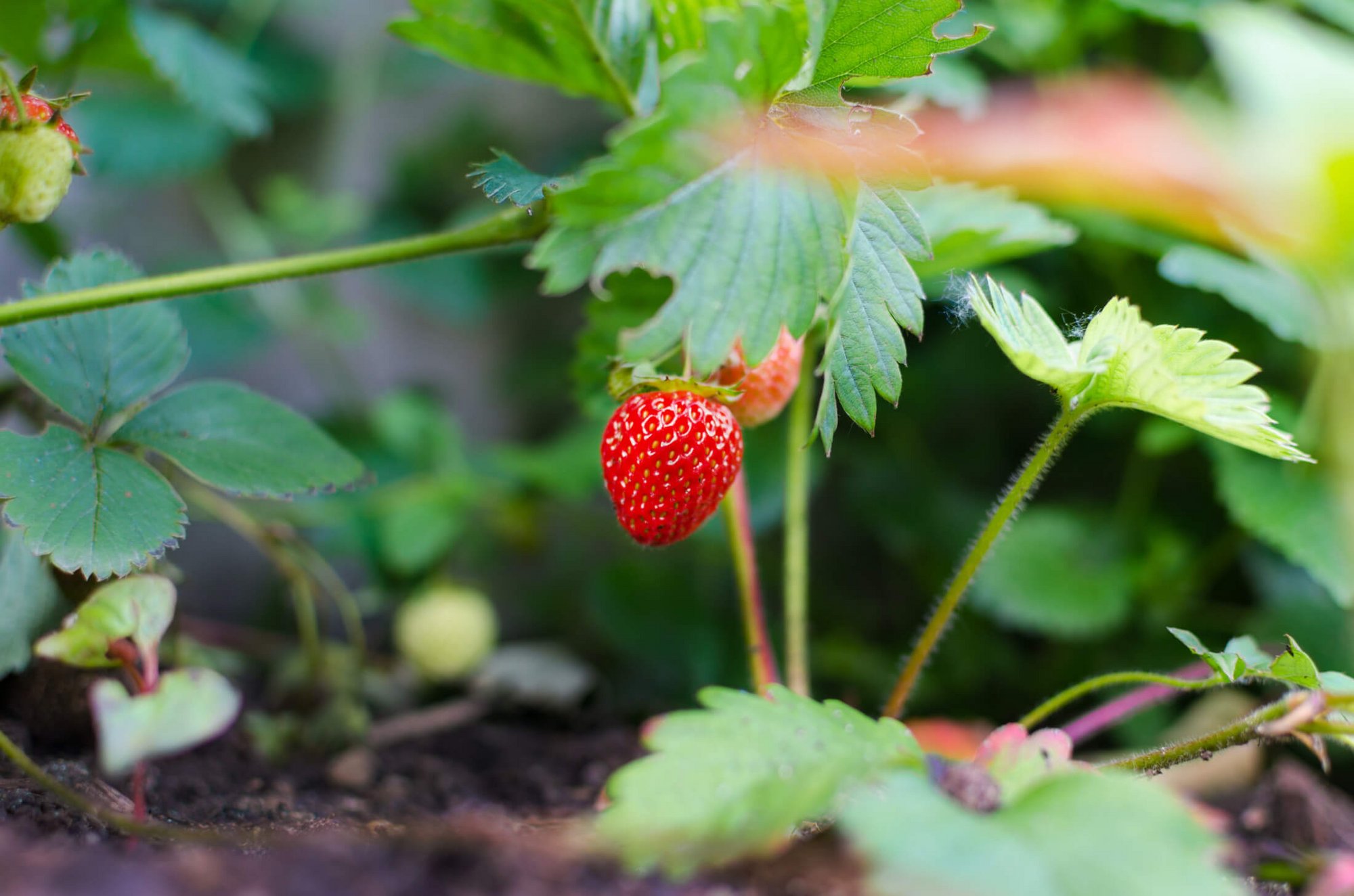 Erdbeeren Hochbeet